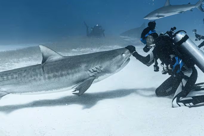 Más del 98% de la actividad pesquera de Panamá ocurre en el Pacífico, pese a que el registro fósil muestra una mayor abundancia histórica de tiburones en esa costa. Créditos: Récord Guinness