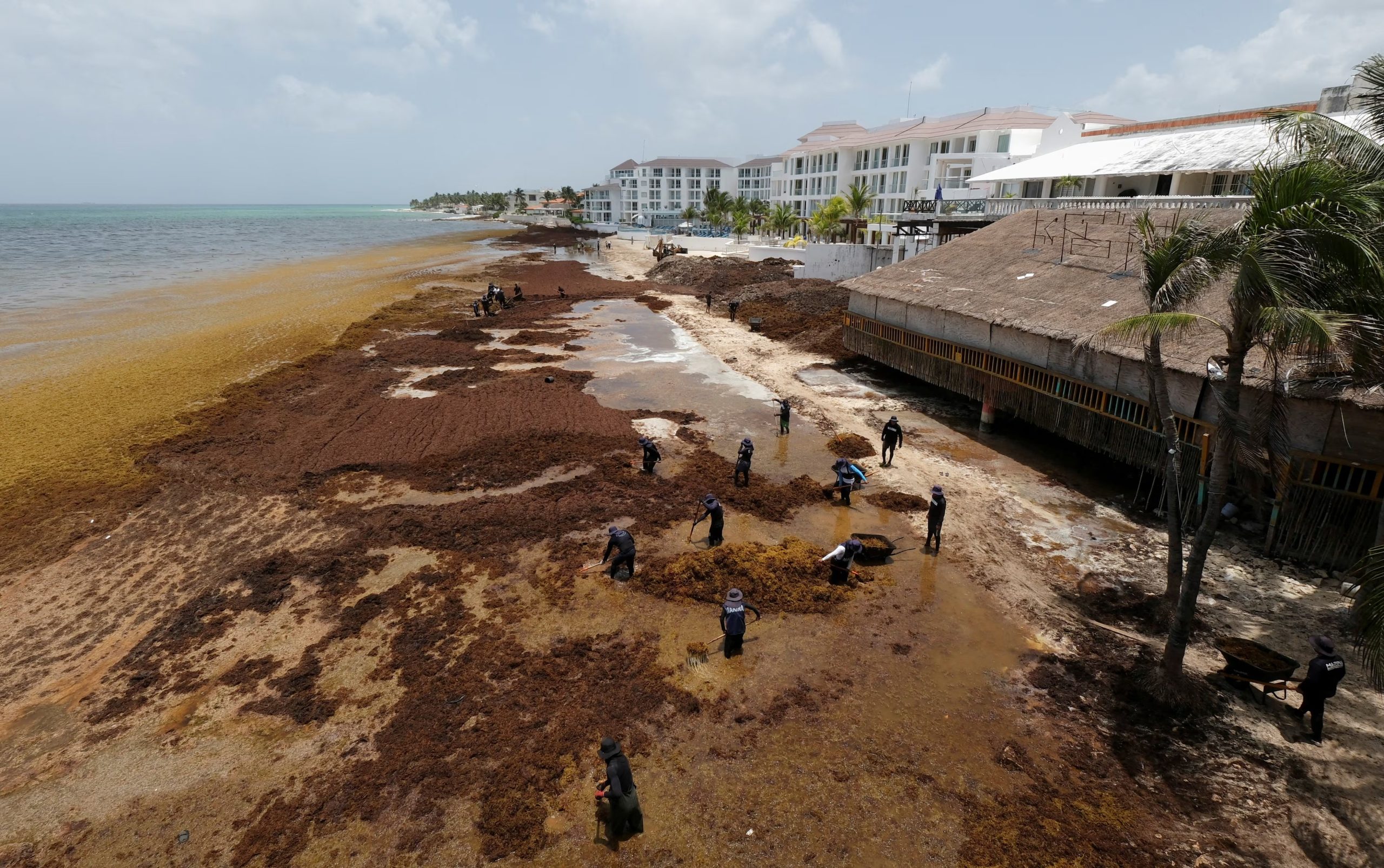 En mar abierto el sargazo funciona como refugio y alimento para tortugas, peces y aves (REUTERS/Paola Chiomante/Foto de archivo)