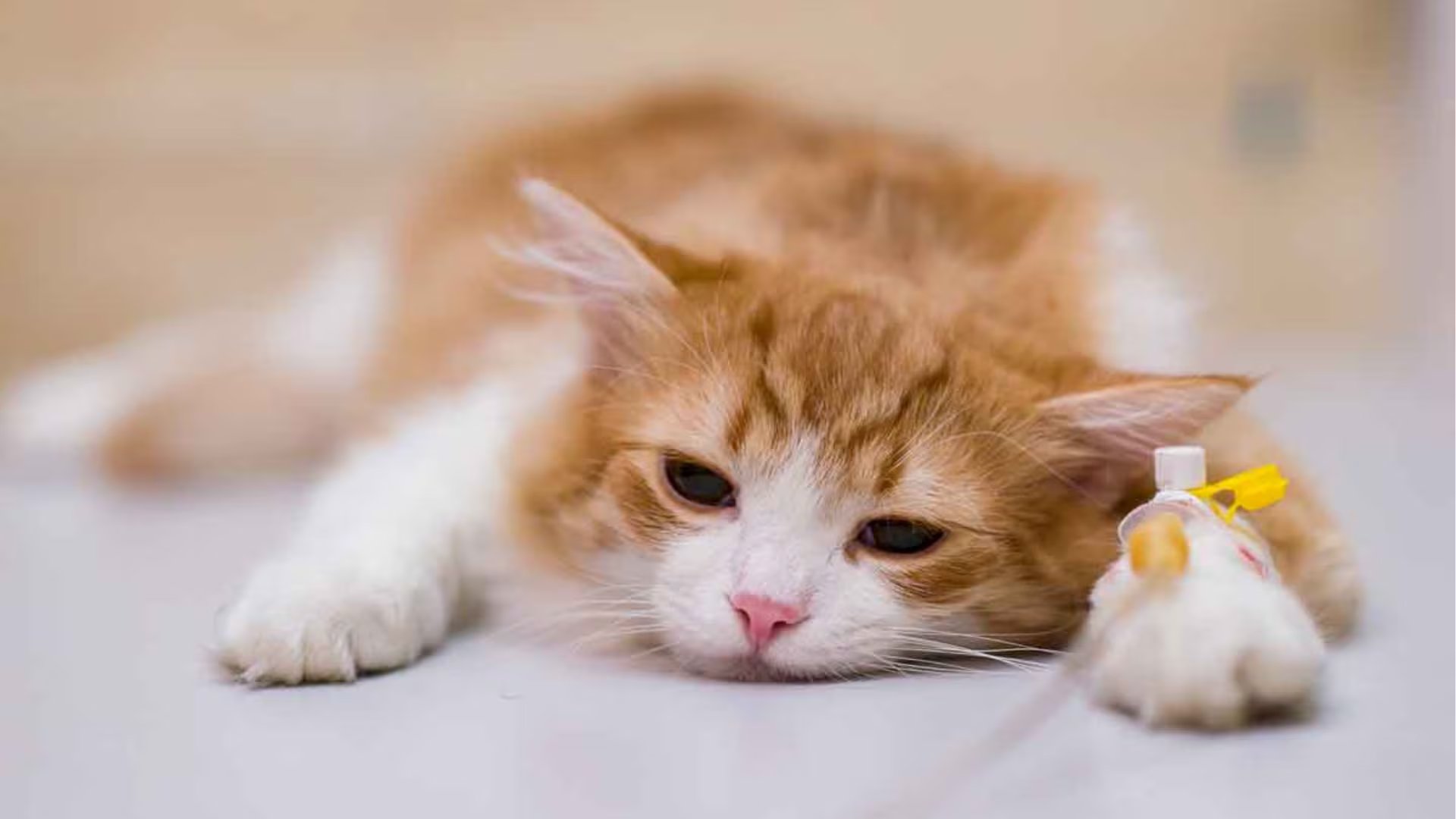 Alerta en Per&uacute; por &ldquo;COVID de los gatos&rdquo;: veterinaria explica c&oacute;mo proteger a tu mascota. (Foto: Difusi&oacute;n)