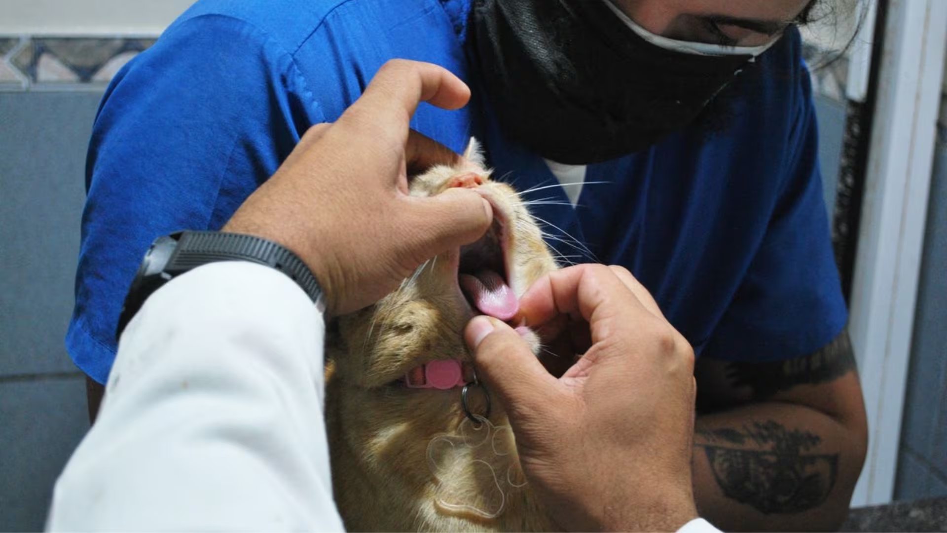 Un veterinario realiza una revisi&oacute;n bucal a un gato atigrado, un procedimiento fundamental para la detecci&oacute;n temprana de enfermedades felinas.