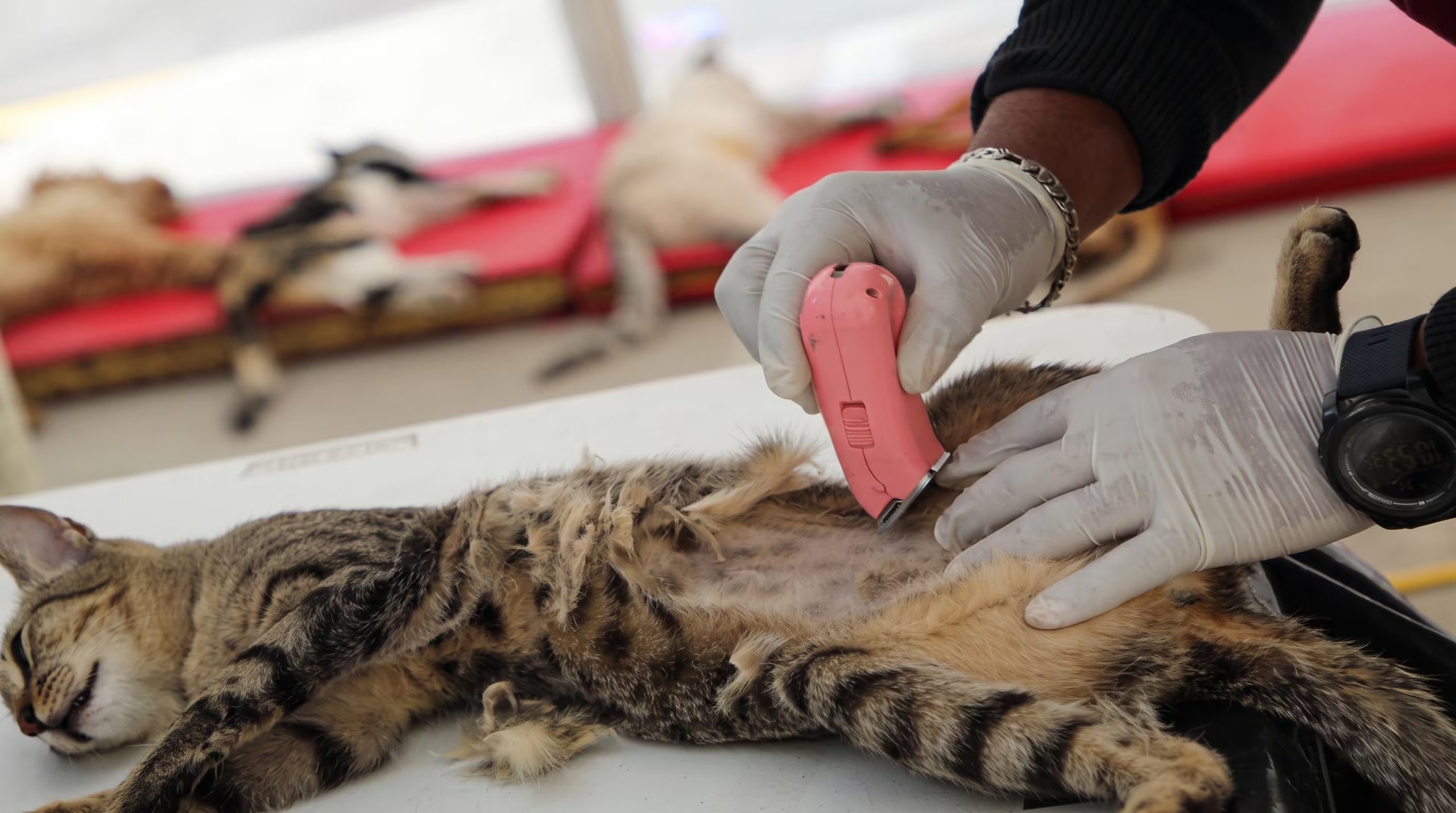 Un t&eacute;cnico veterinario rasura el abdomen de un gato atigrado, probablemente en preparaci&oacute;n para una cirug&iacute;a de esterilizaci&oacute;n, un procedimiento clave en el cuidado preventivo felino.