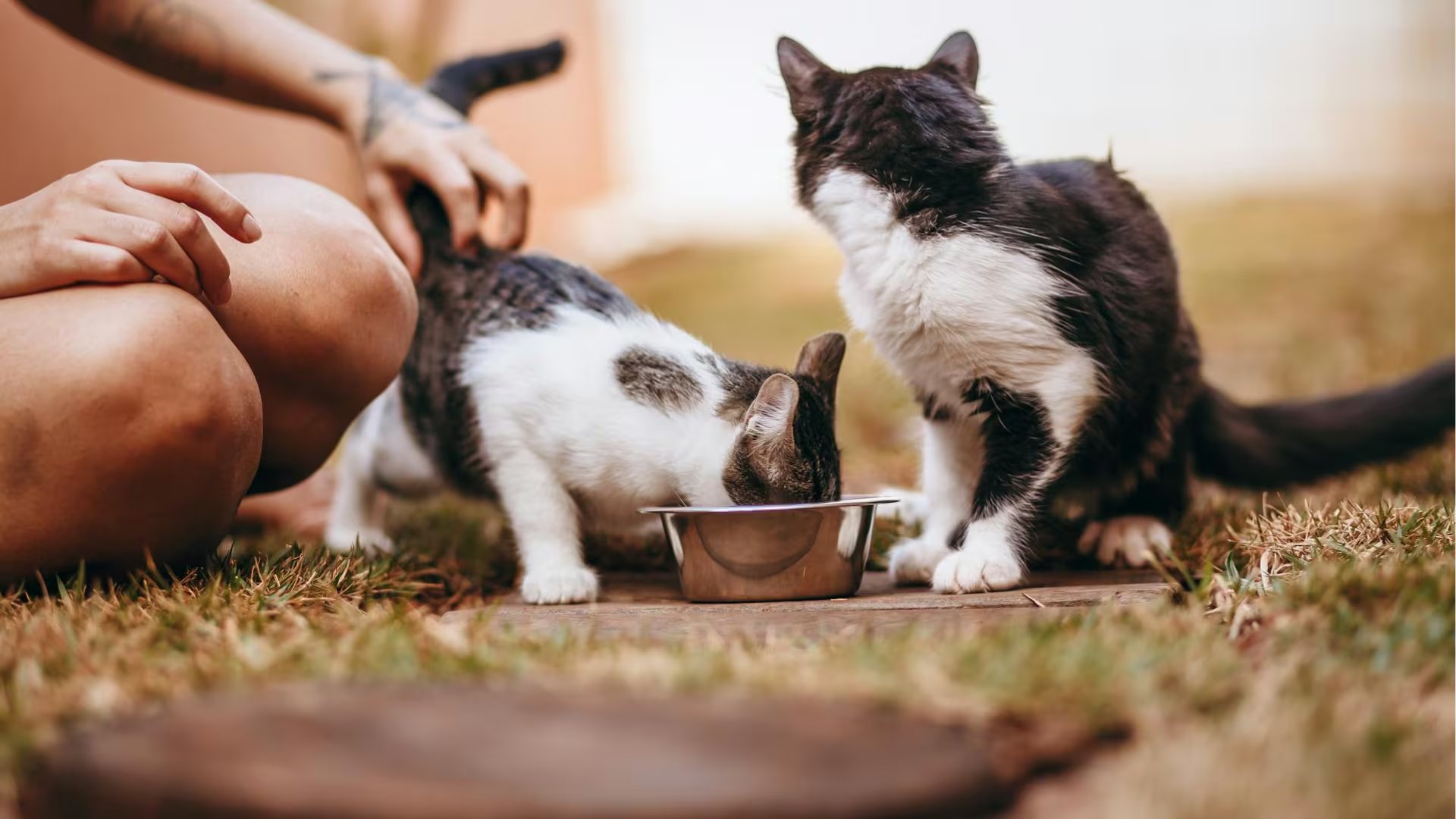 Nutrici&oacute;n y cuidados preventivos: c&oacute;mo garantizar la longevidad de los gatos seg&uacute;n expertos. (Foto: Royal Canin)
