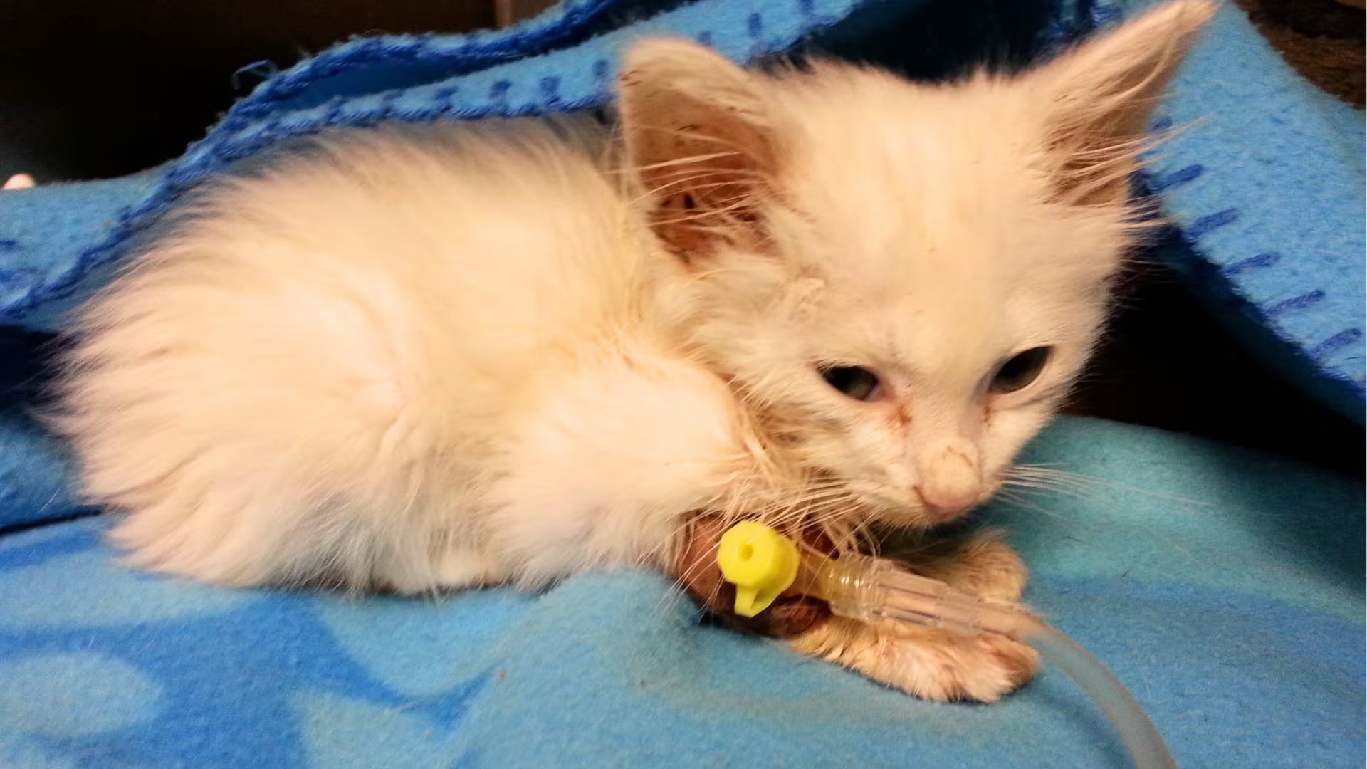 Virus mortal afecta a gatos j&oacute;venes: veterinaria detalla s&iacute;ntomas y prevenci&oacute;n. (Foto: Difusi&oacute;n)